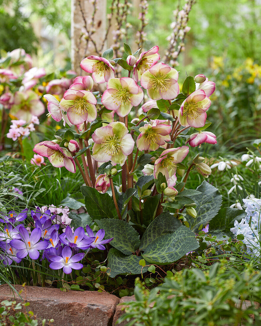 Helleborus Magico