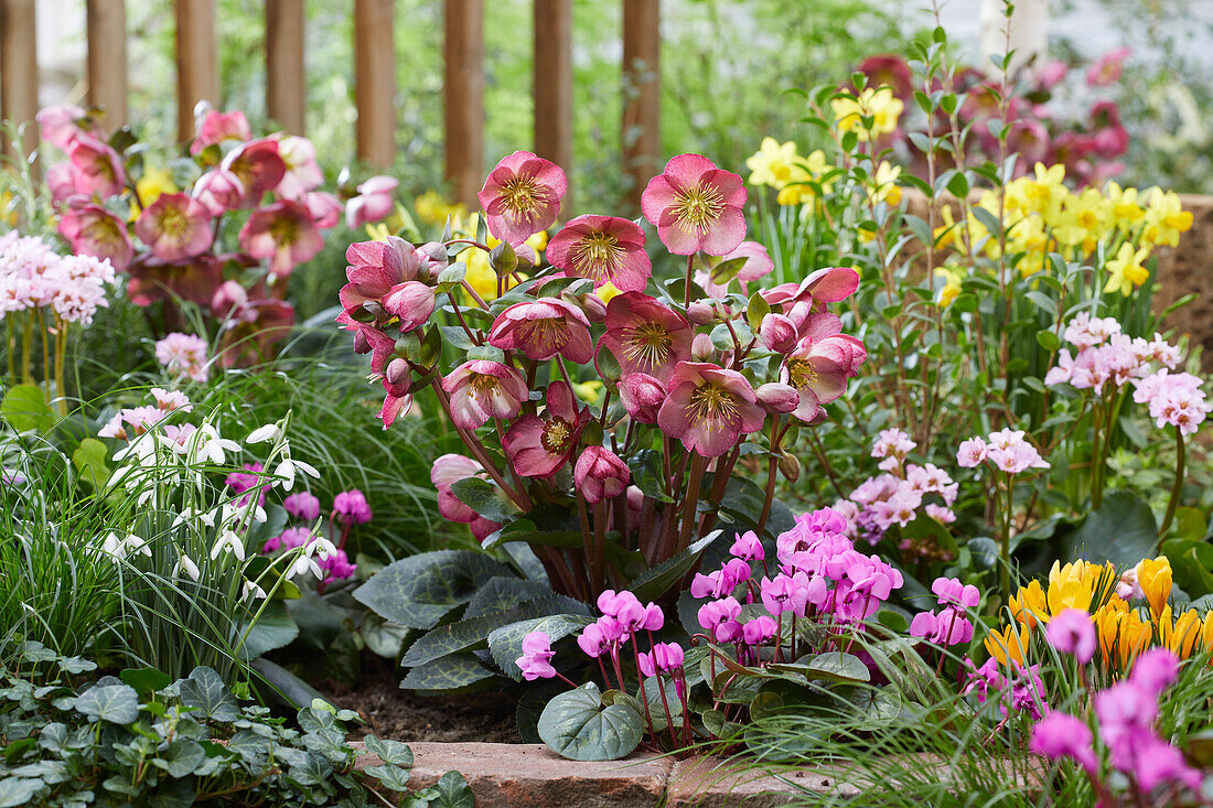 Nieswurz (Helleborus) 'Elemental'