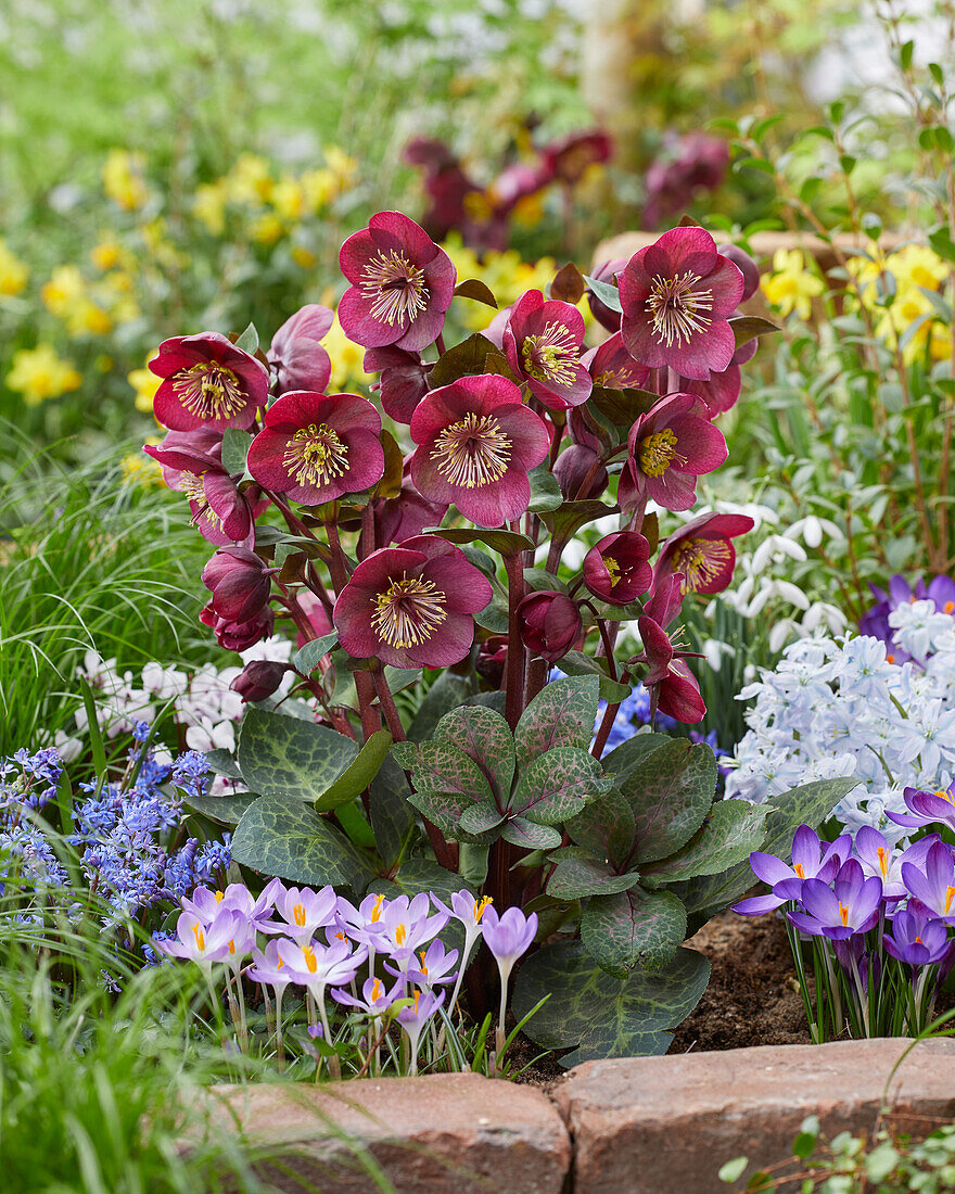 Helleborus Vibey Velvet