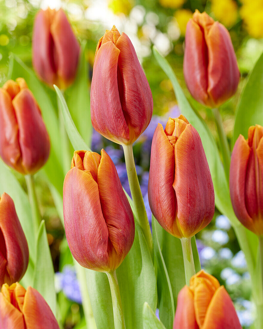 Tulipa Bronze Copper