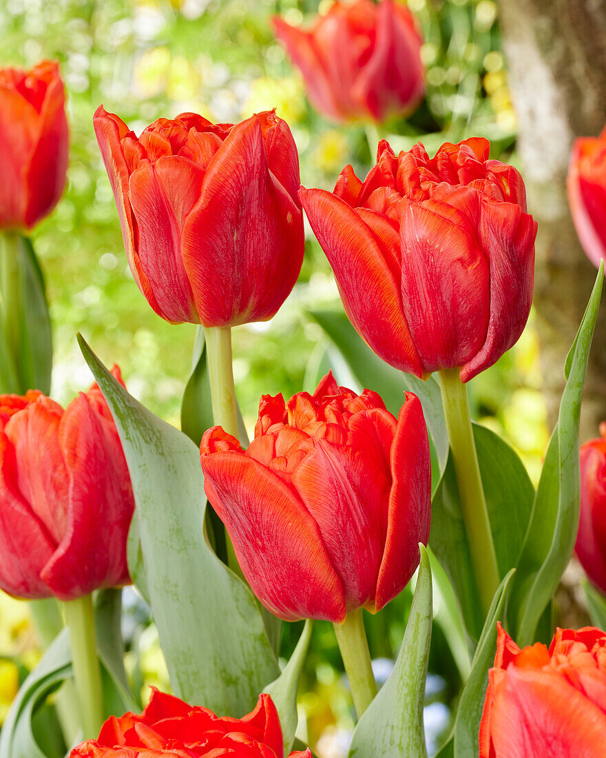 Tulipa Rockabilly