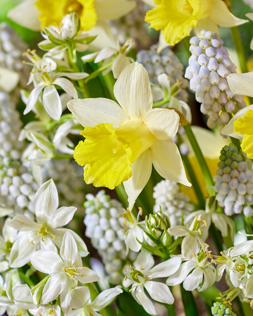 Spring flowers mixed