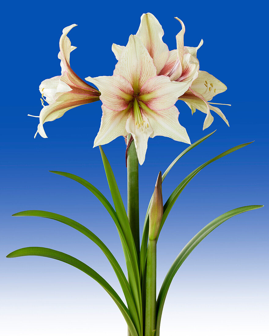 Hippeastrum Magic Green