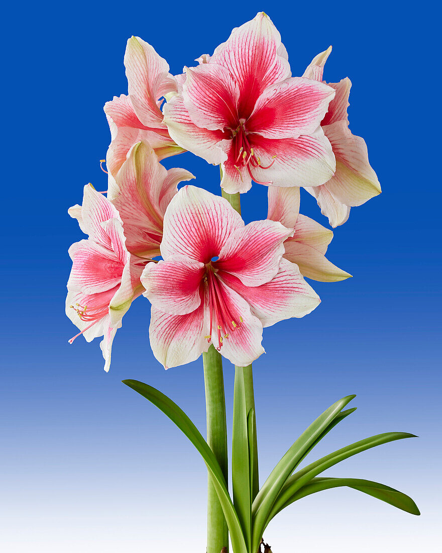 Hippeastrum Pink Beauty