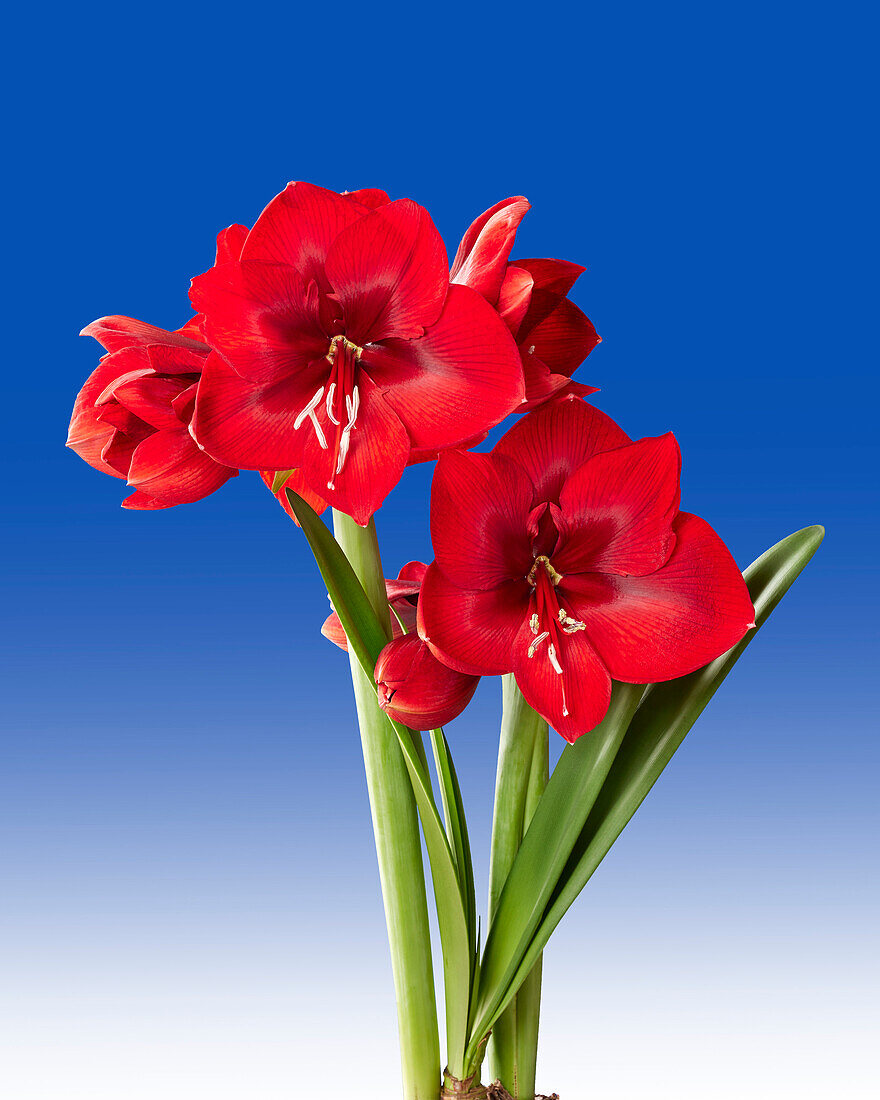 Hippeastrum Fire Ball