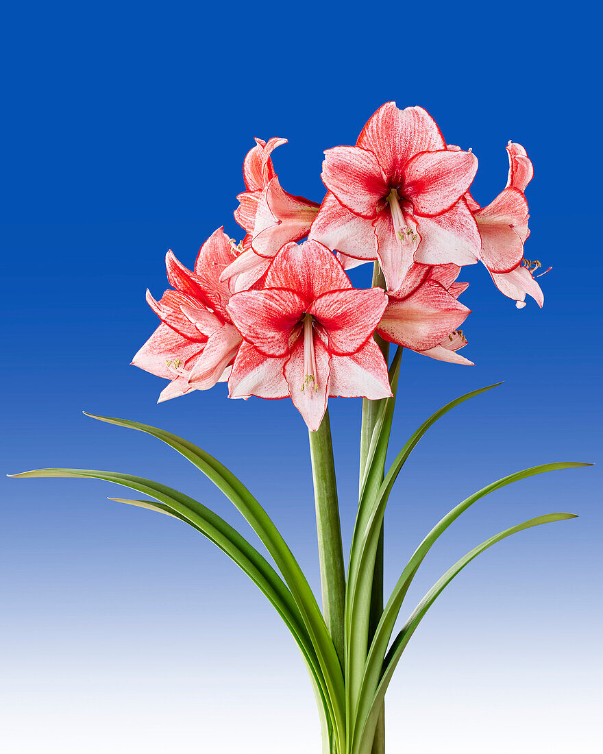 Hippeastrum Charisma