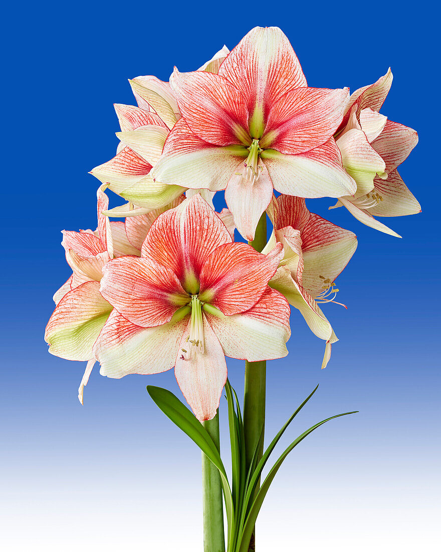 Hippeastrum Grandise Fantasy