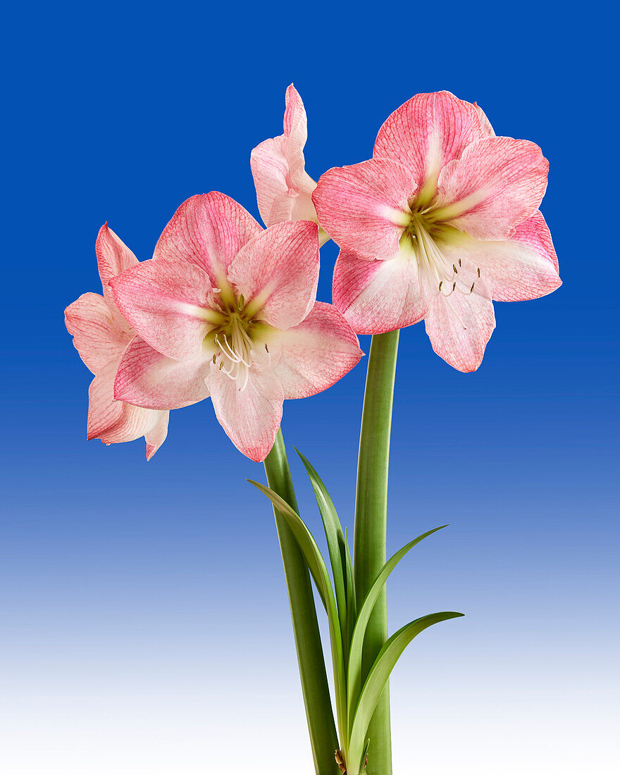 Hippeastrum Blossom Grandise