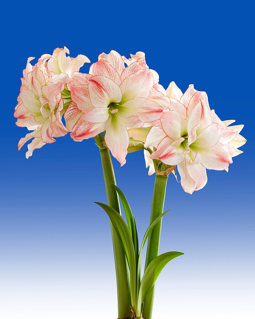 Hippeastrum Aphrodite