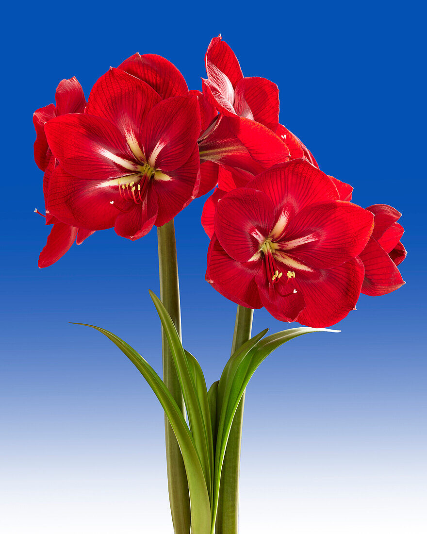 Hippeastrum Happy Grandise