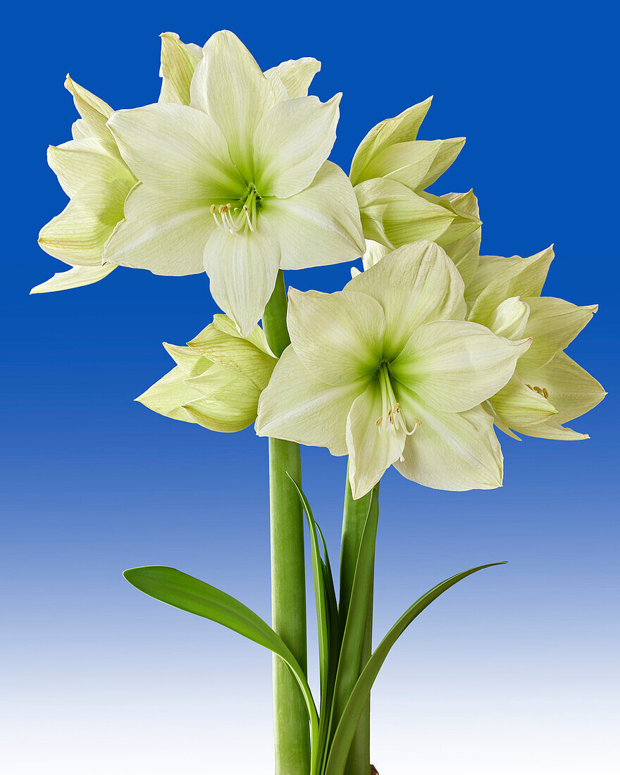 Hippeastrum Lemon Grandise