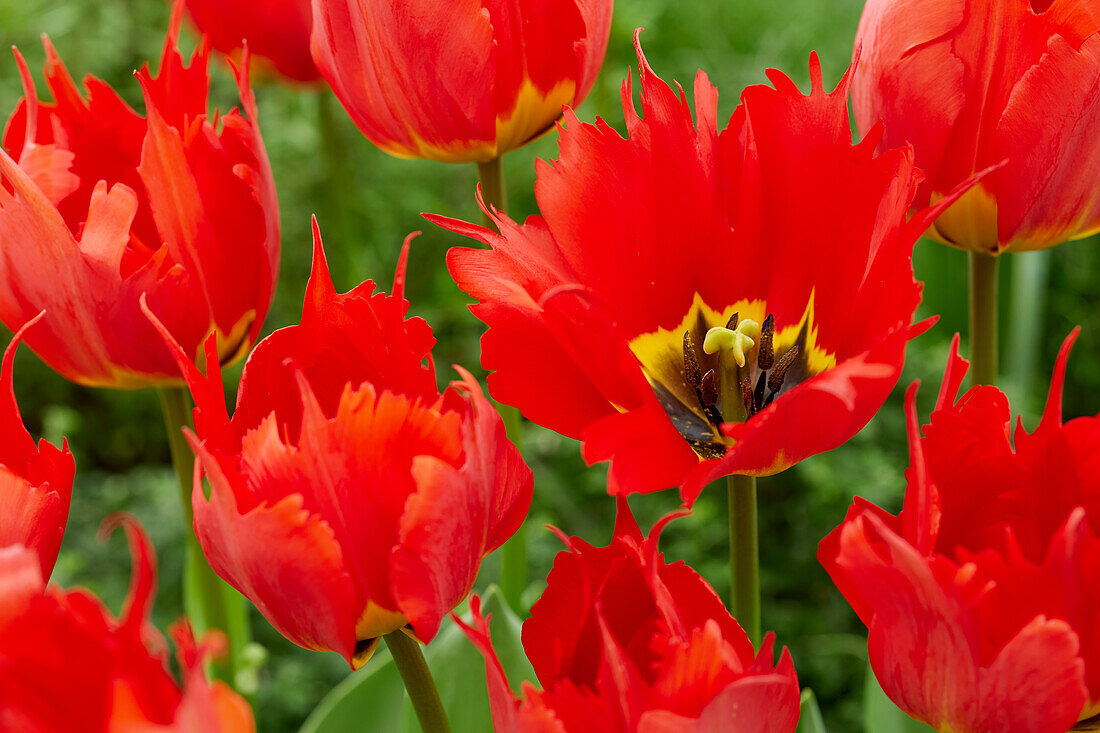 Tulpe (Tulipa) 'Robbedoes'