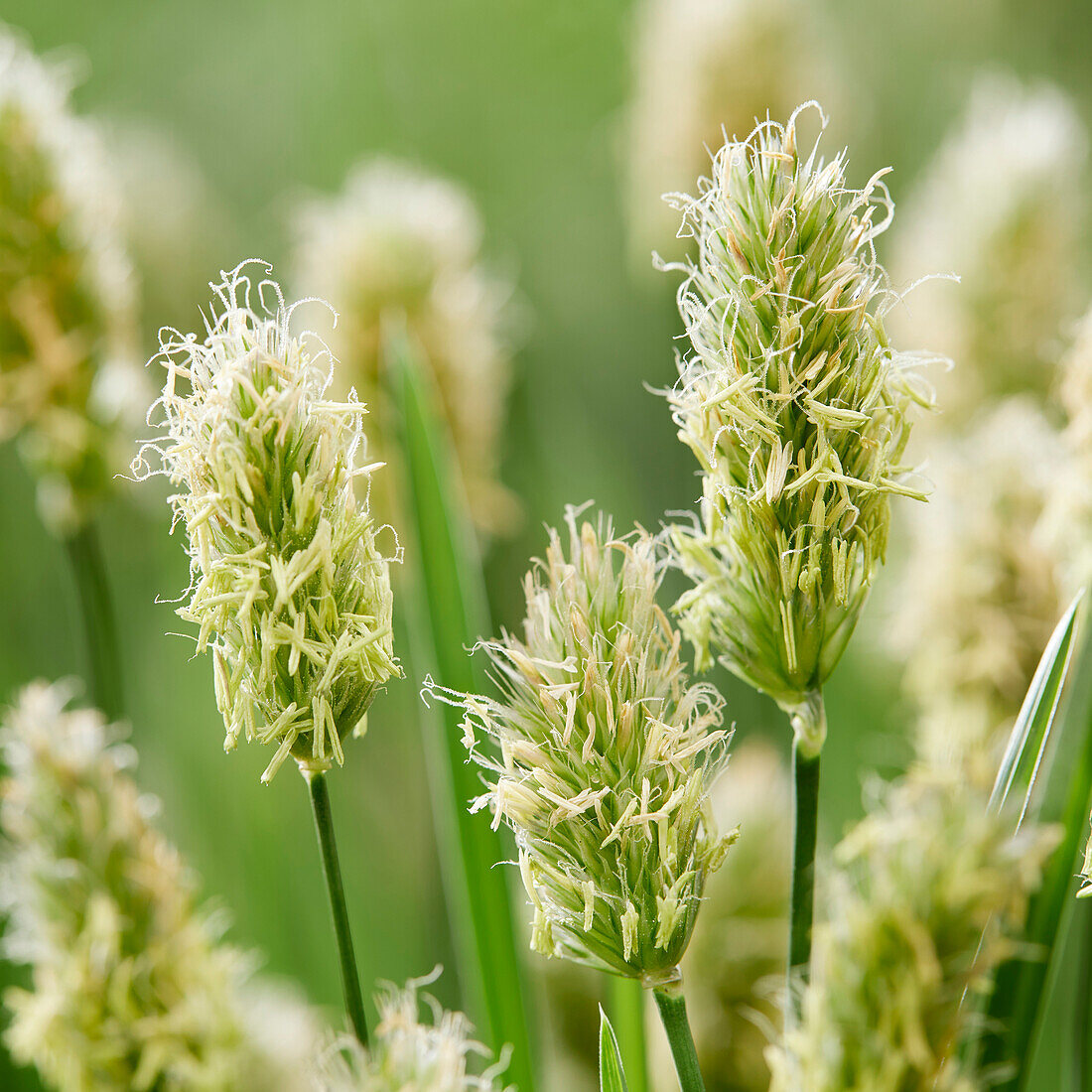 Sesleria Blue Porcupine