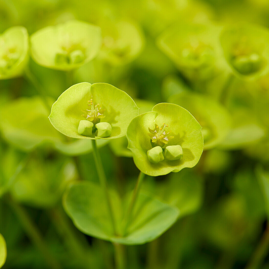 Euphorbia x martinii Ascot Petite