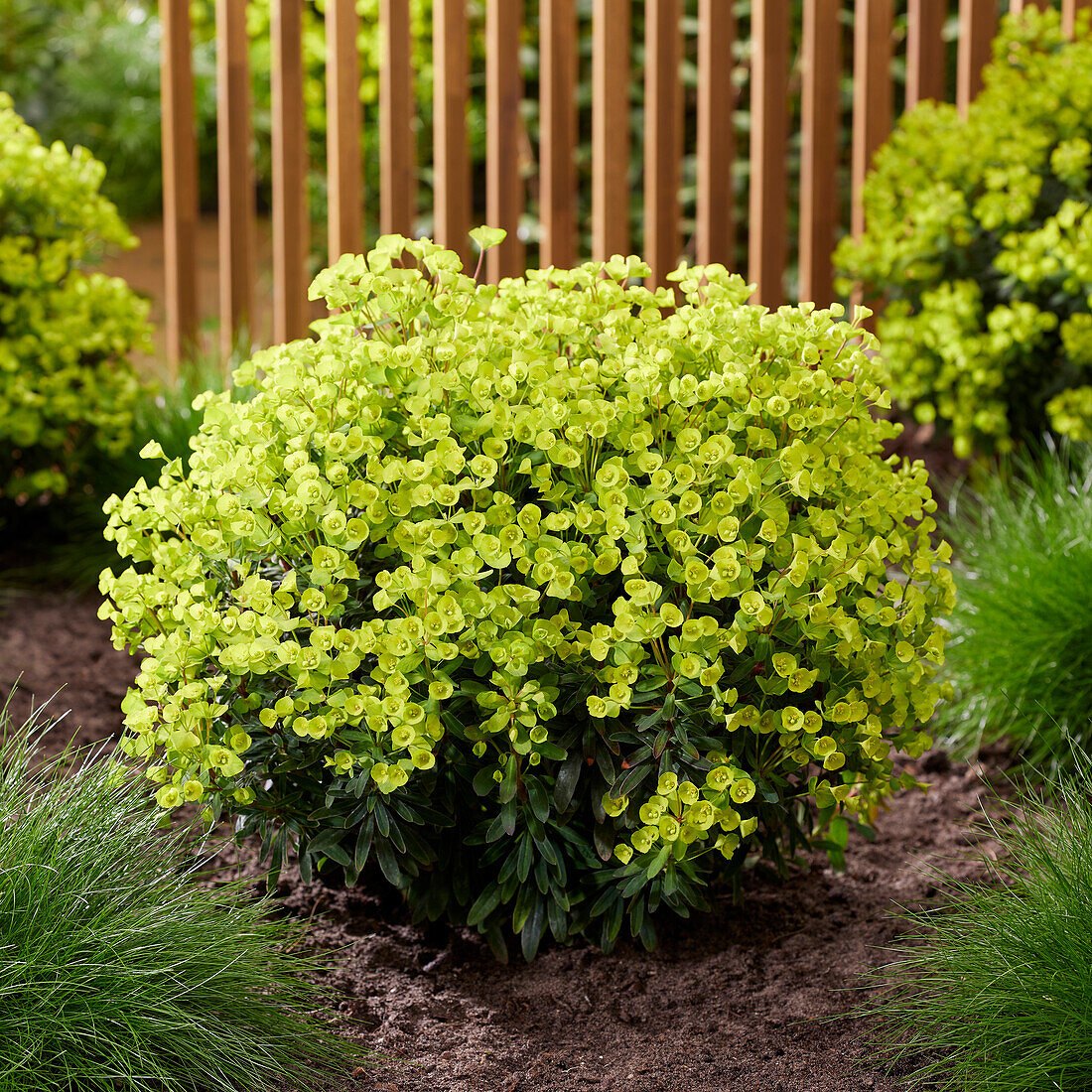 Euphorbia x martinii Ascot Petite