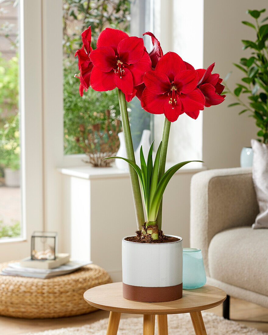 Hippeastrum Red Label