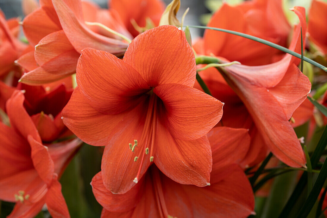 Hippeastrum Desire