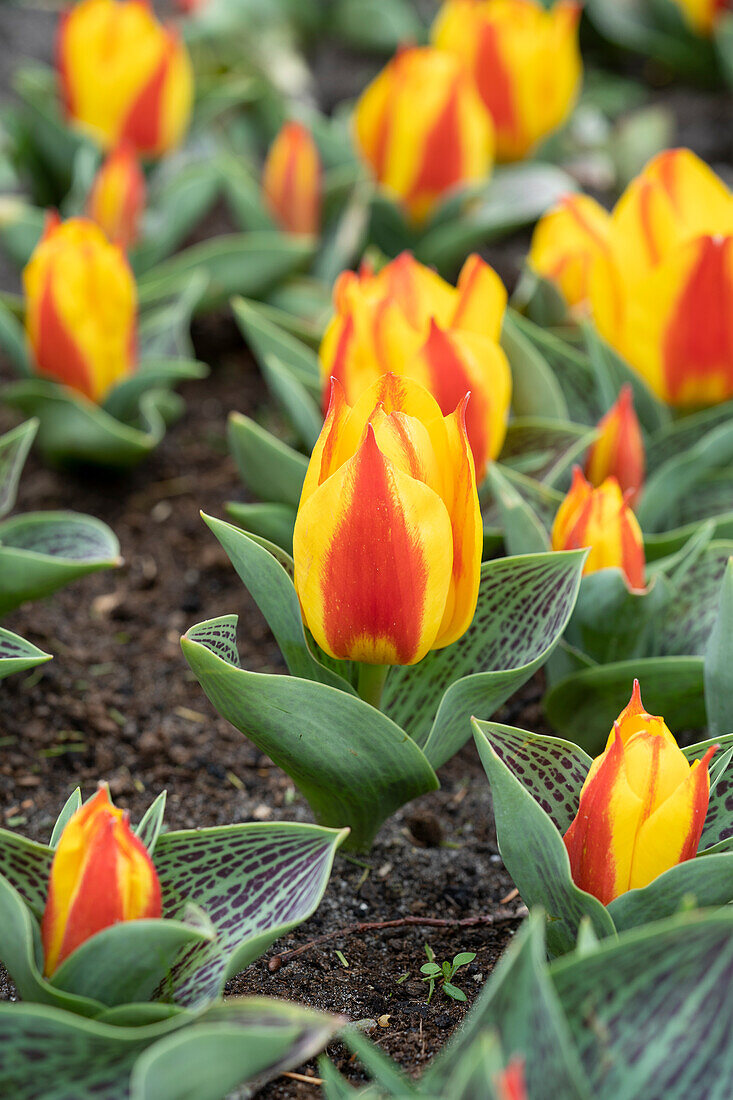 Tulipa Bonbini