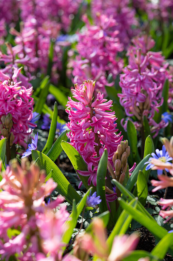 Hyazinthe (Hyacinthus) 'Pink Pearl, Windröschen (Anemone) 'Blue Shades'