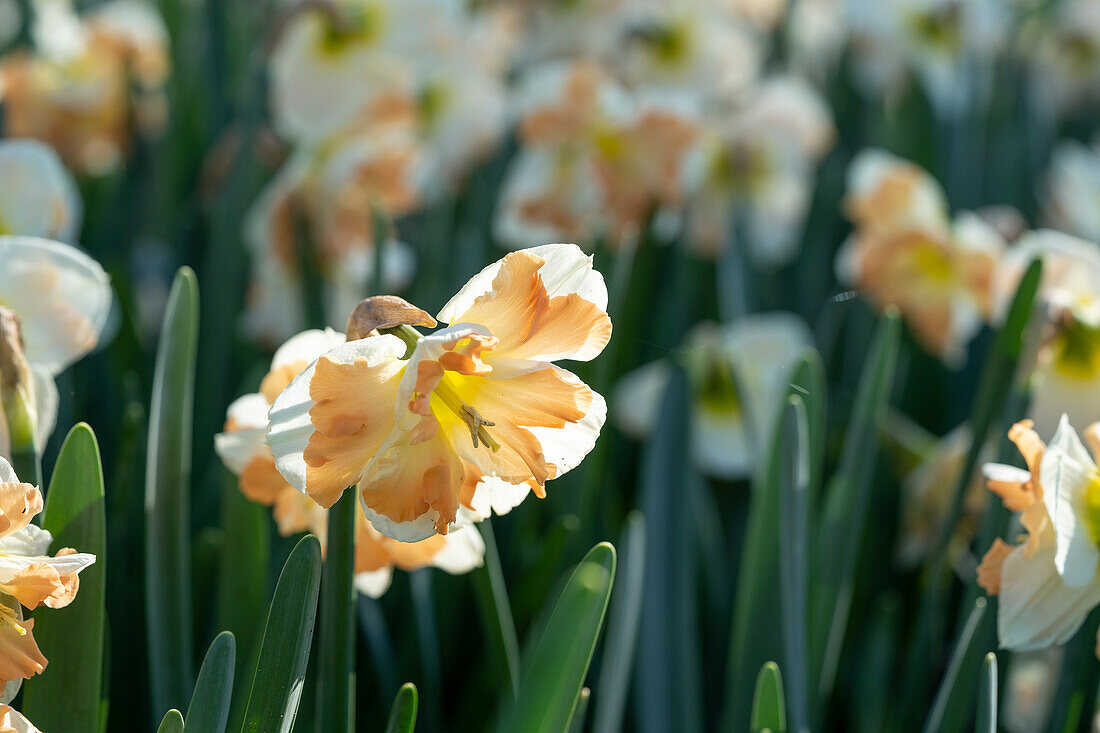 Narzisse (Narcissus) 'Cum Laude'