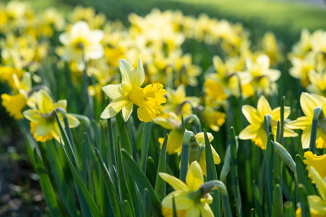 Narcissus Wisley