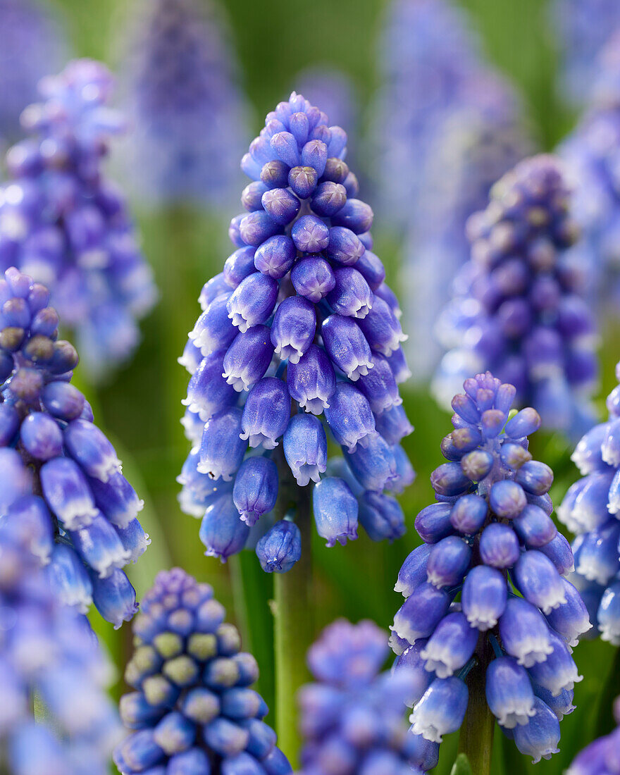 Muscari Bling Bling