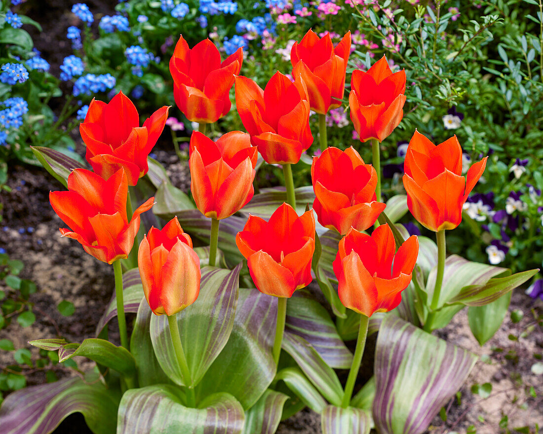 Tulipa Park Dreamway