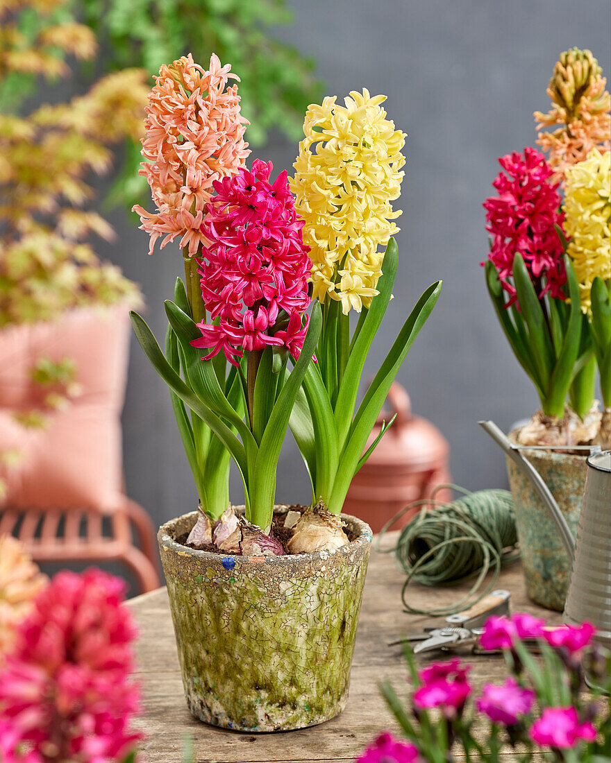 Hyacinthus trio