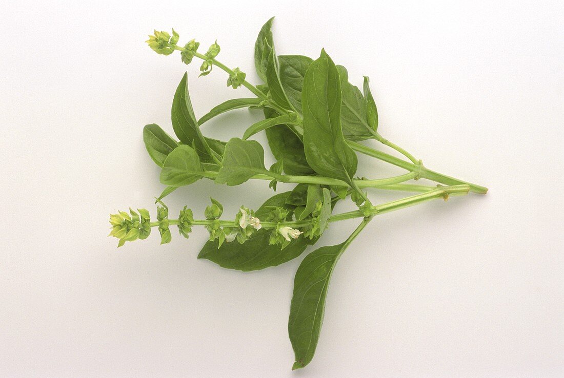 Flowering sprig of basil