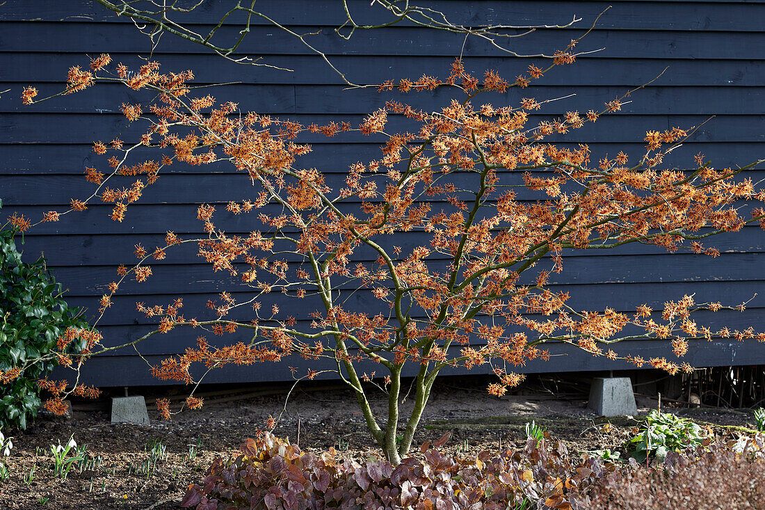 Hamamelis