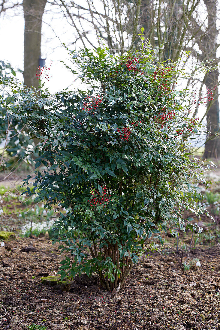 Nandina domestica