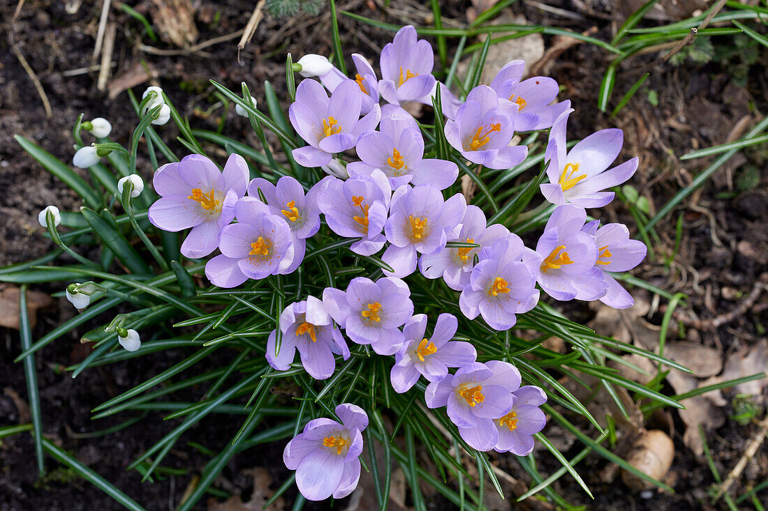 Crocus tommasinianus