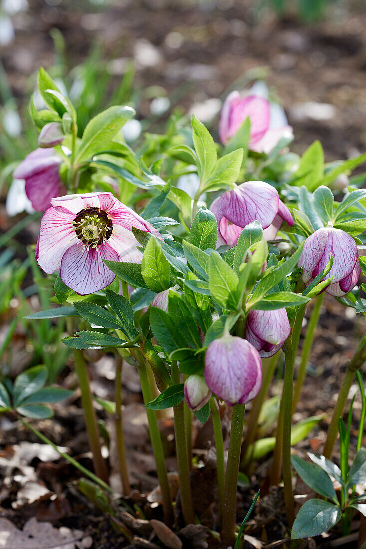 Nieswurz (Helleborus)