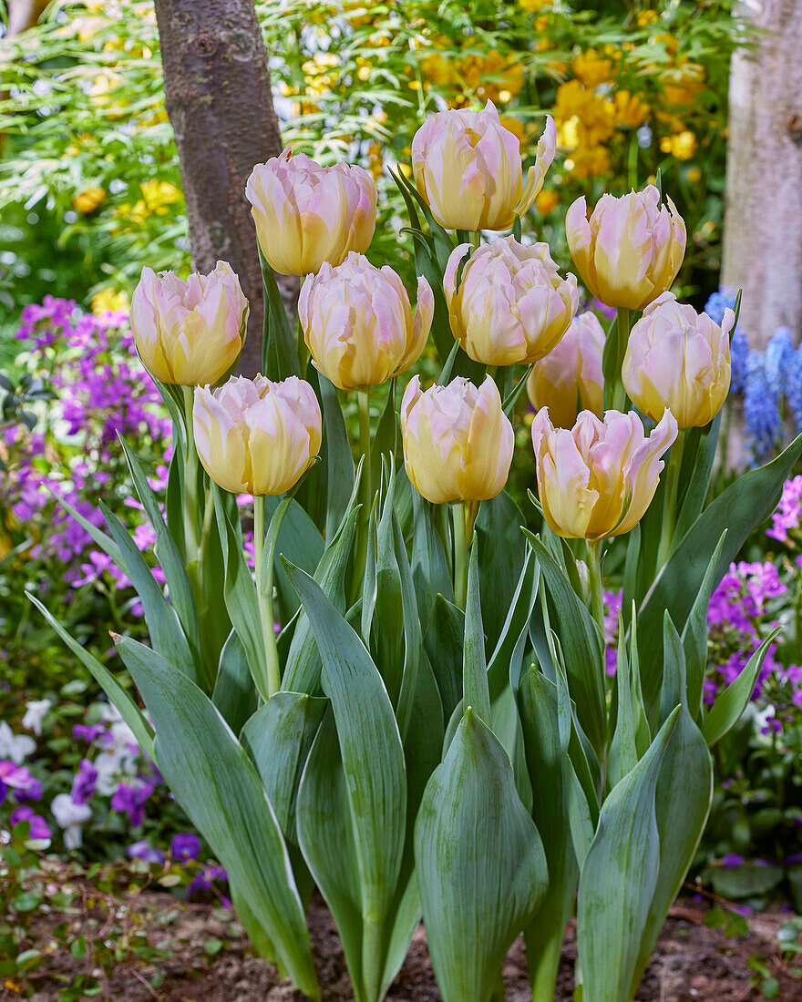 Tulipa Password