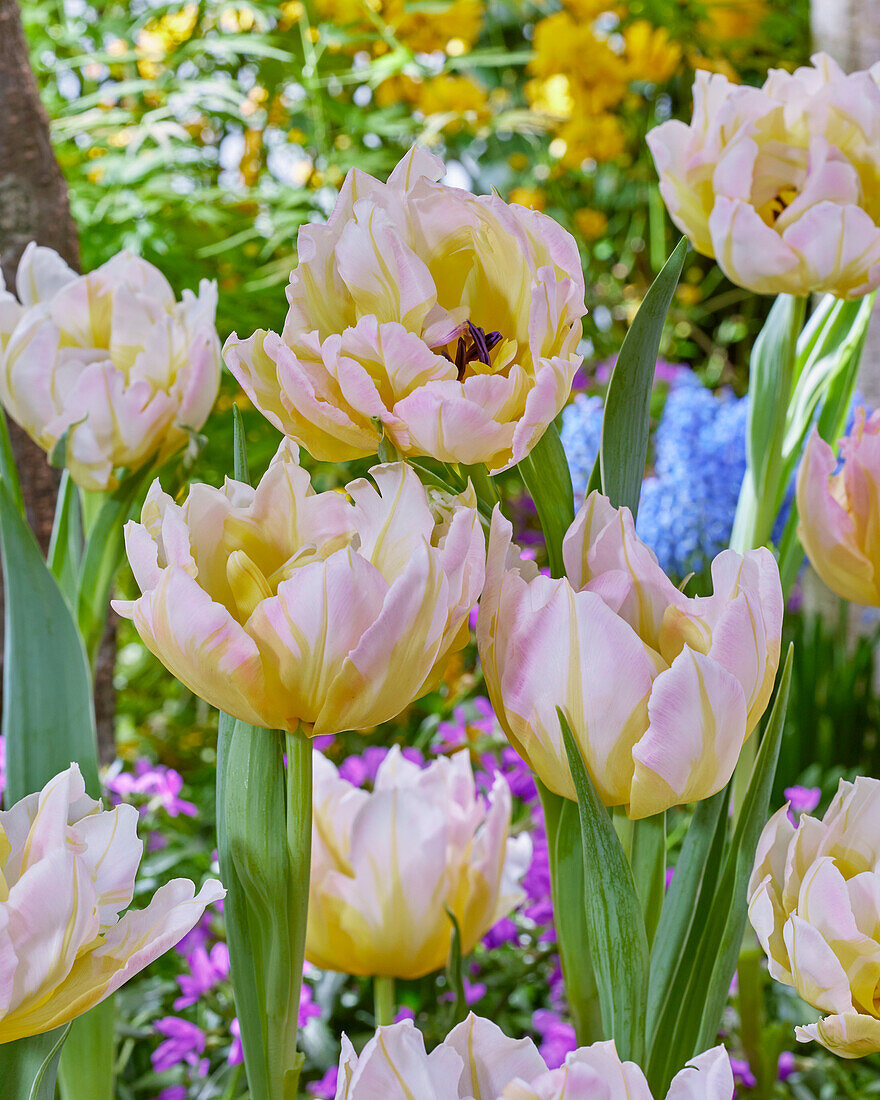 Tulpe (Tulipa) 'Password'