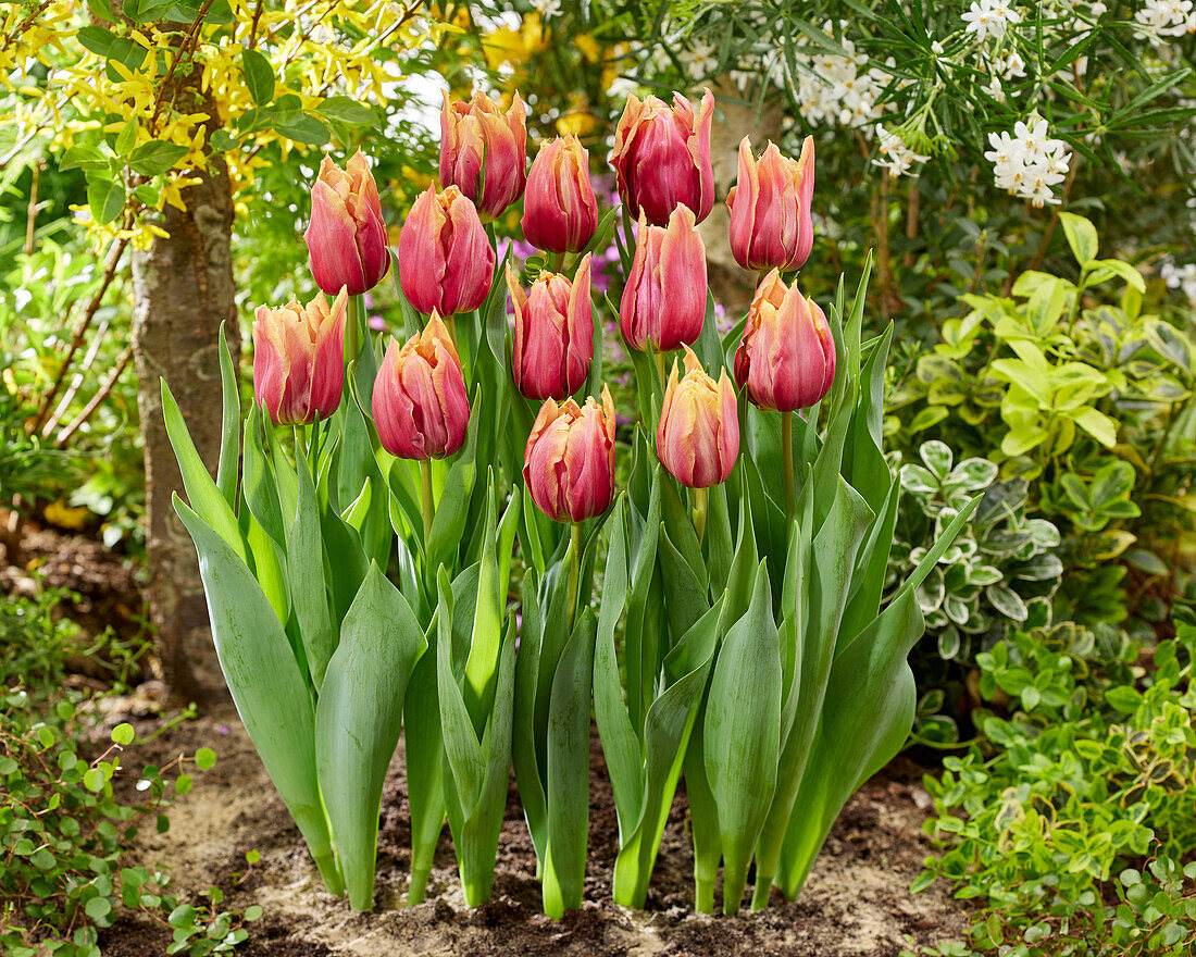 Tulpe (Tulipa) 'Callahan'