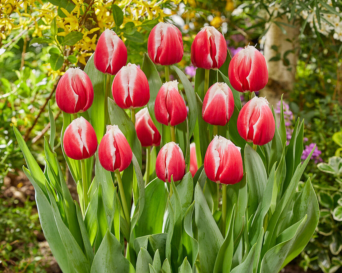 Tulipa One Love