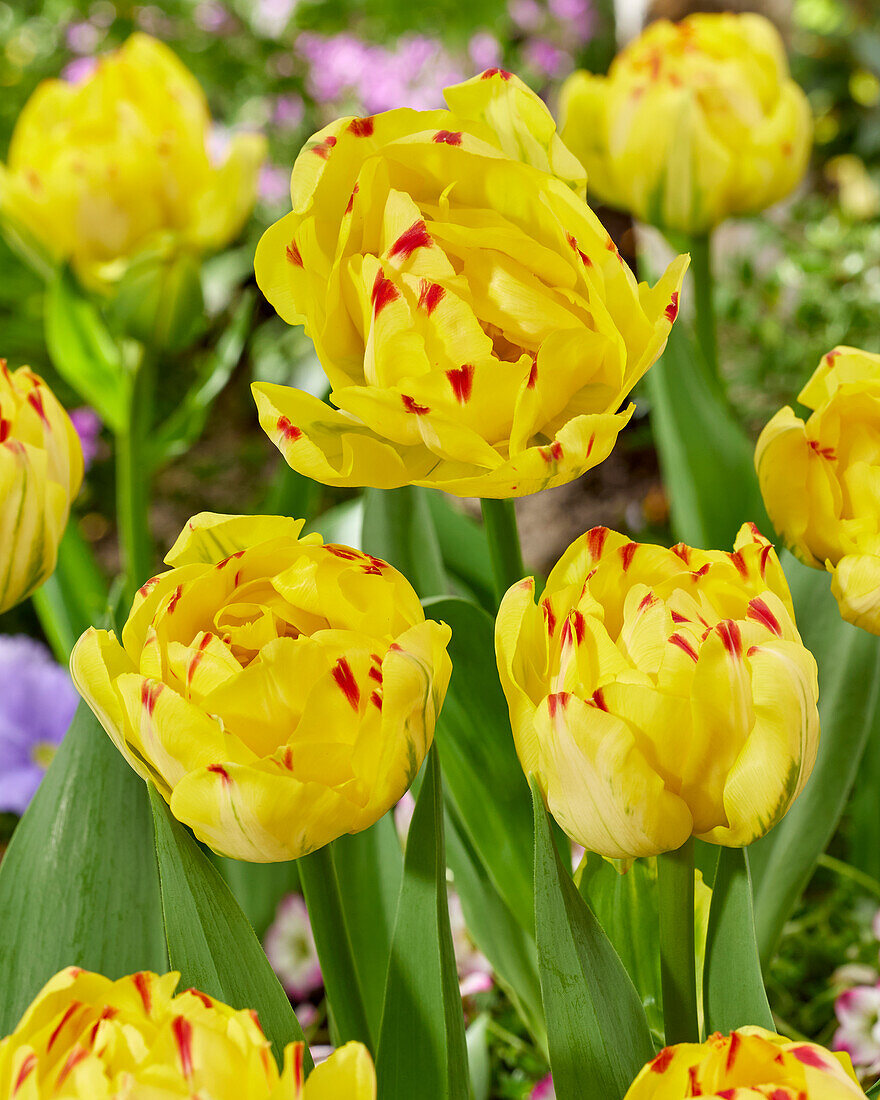 Tulipa Yellow Danceline