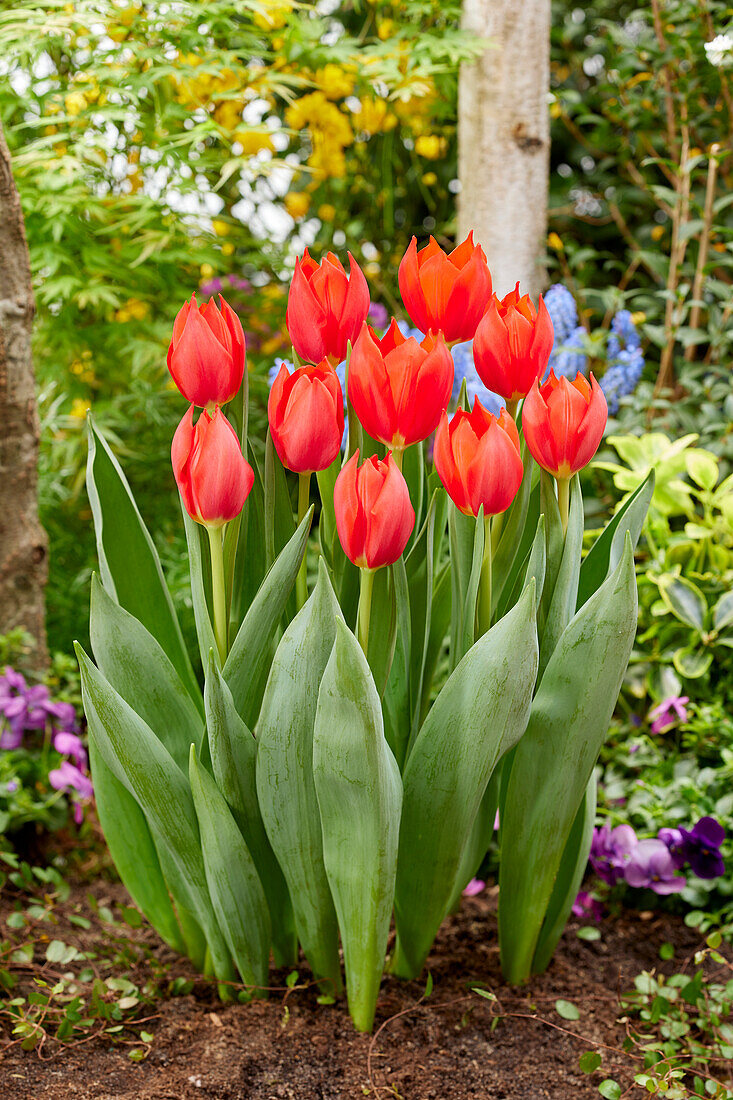 Tulipa Robin Hood