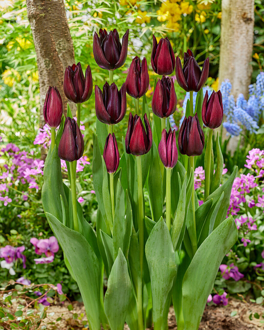 Tulipa Hot Chocolate