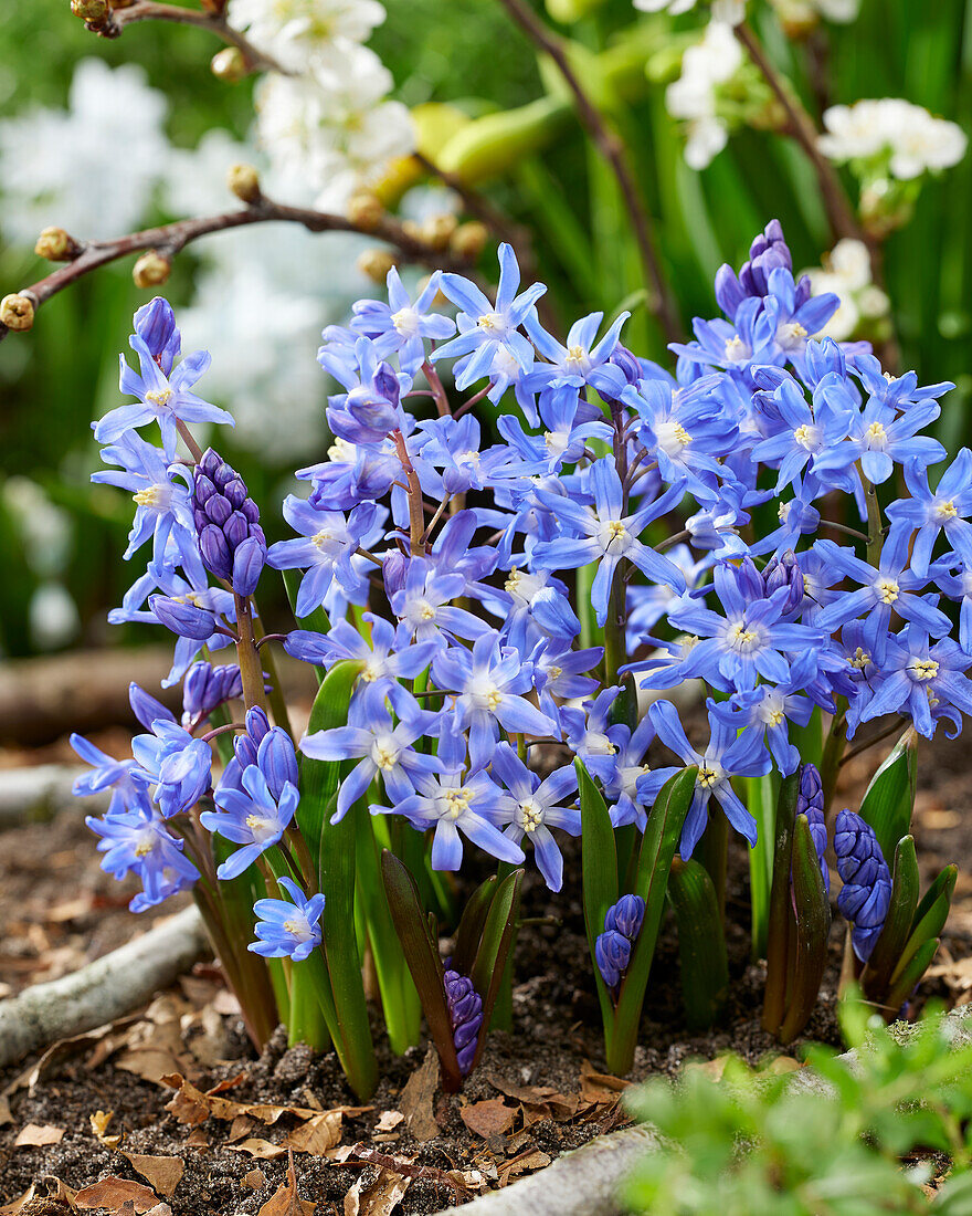 Chionodoxa sardensis