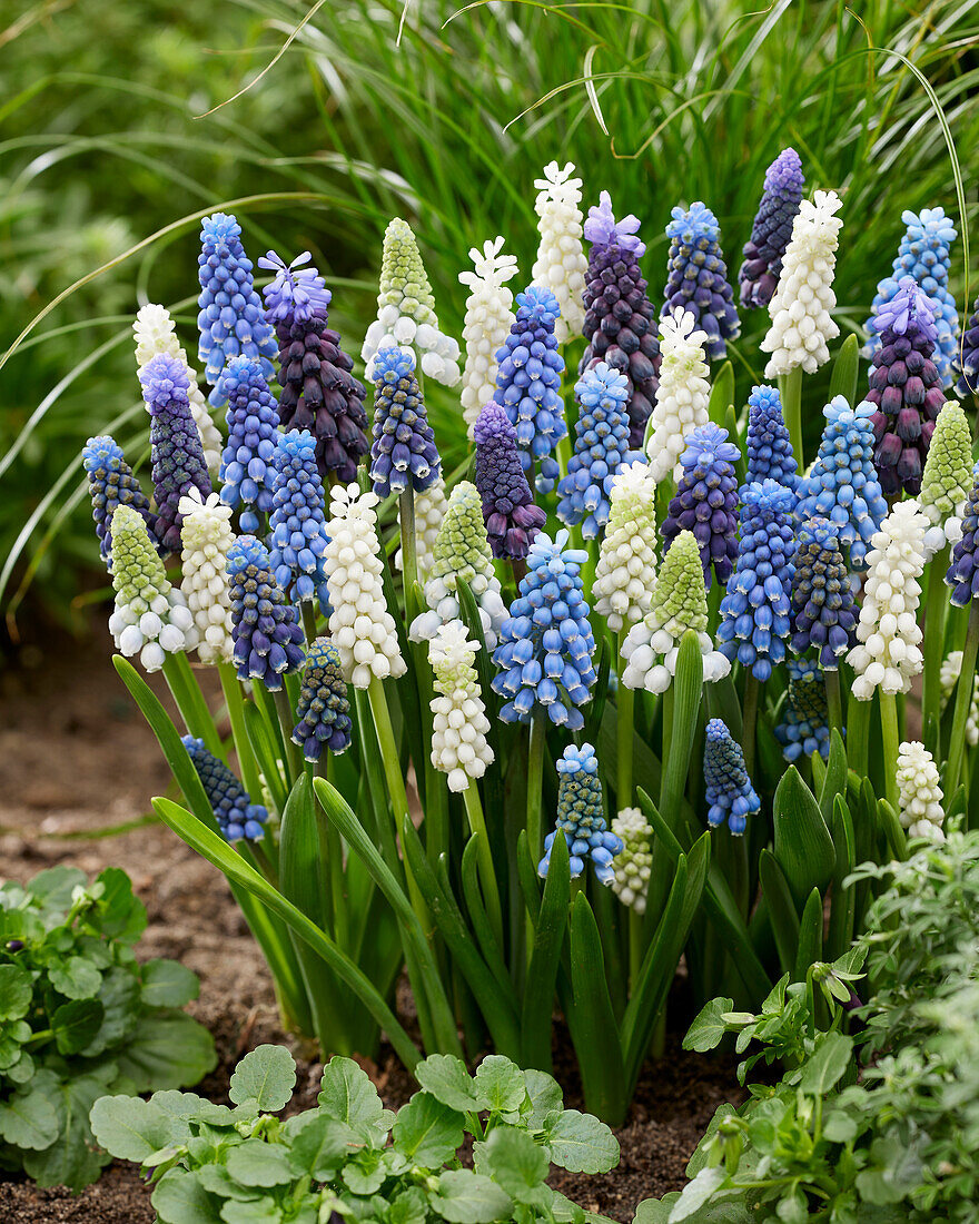 Muscari mix