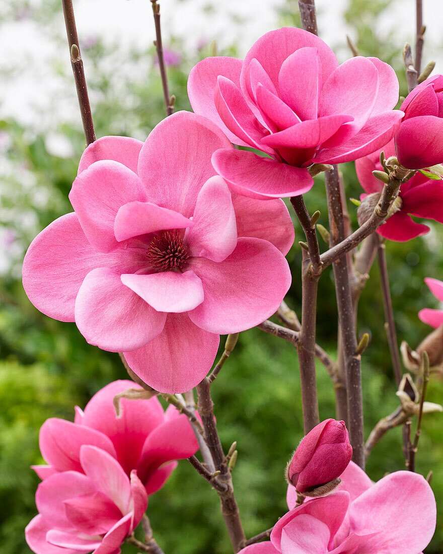 Magnolia Watermelon