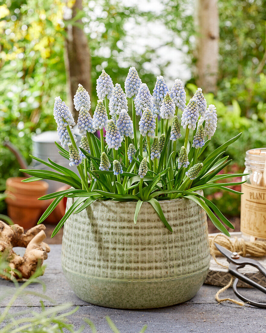 Muscari aucheri Ocean Magic