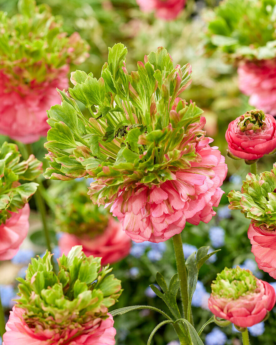 Ranunculus Crown Sisteron