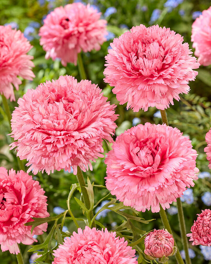 Ranunculus Poodle Ramlia