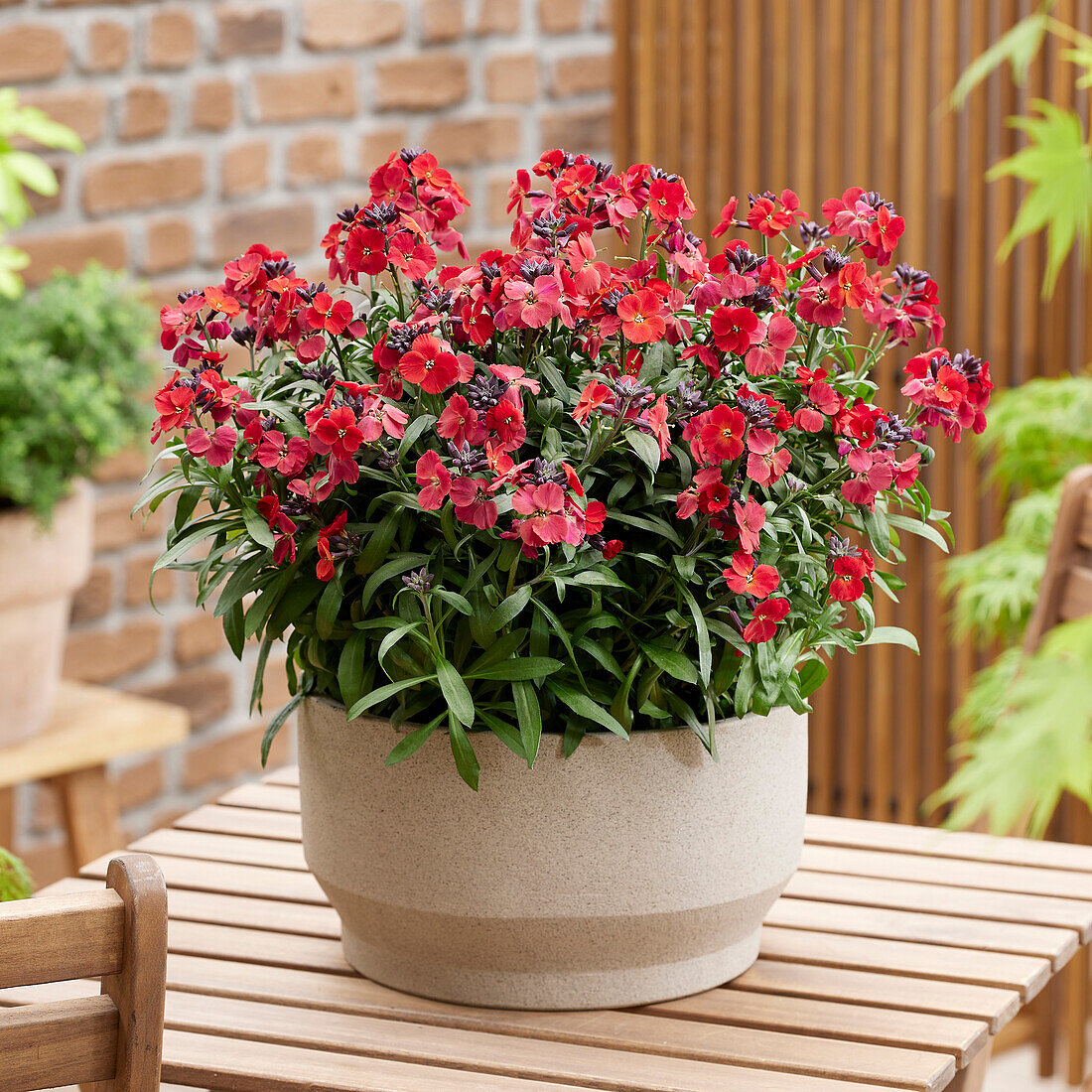 Erysimum Colour Vibe Red