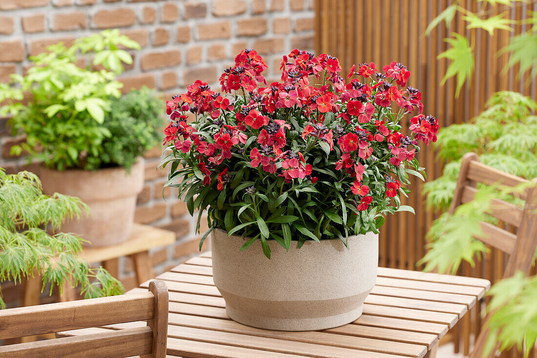 Erysimum Colour Vibe Red