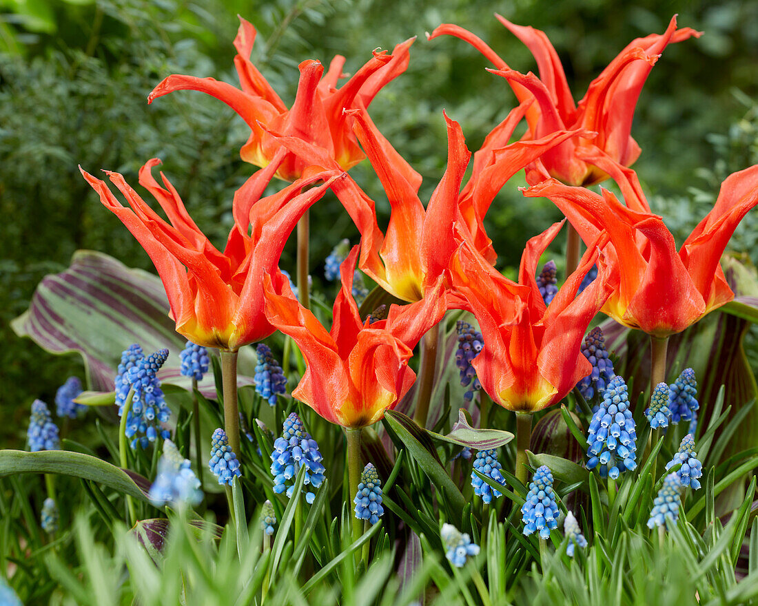 Tulipa Rigas Barikades, Muscari armeniacum