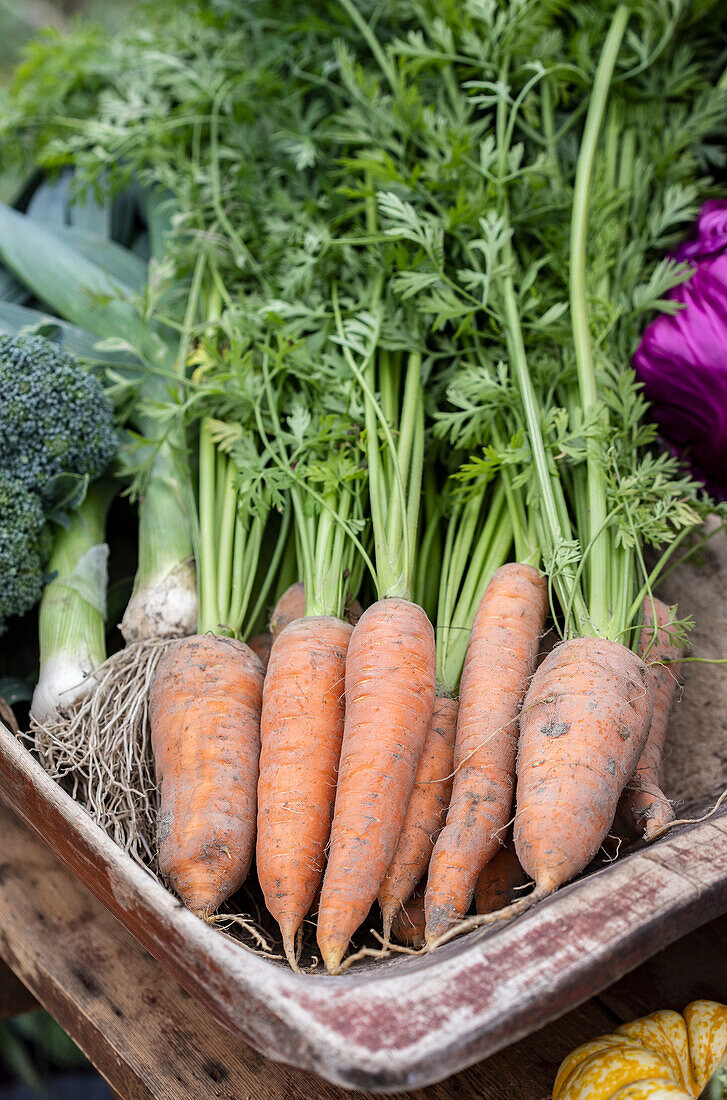 Freshly harvested carrots and vegetables